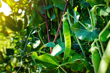 Wall Mural - Pods of ripening green peas closeup. Green pea pods ripen on bush. Vegetable garden with growing green peas. Ripen green peas. Growing organic food.