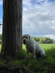 Labrador sitting under a tree on the edge of the forest