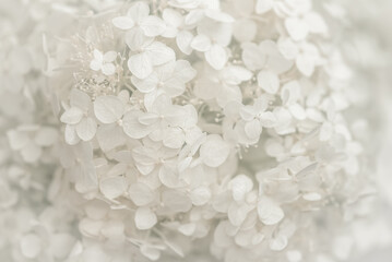 Wall Mural - white hydrangea flowers closeup. beautiful delicate floral background. selective focus.