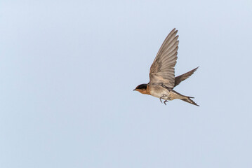 Wall Mural - welcome swallow, hirundo neoxena