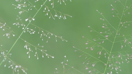 Wall Mural - close up of white and pink grass flowers on green background