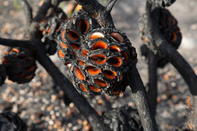 Banksia Seed Pods Blackened After A Bushfire