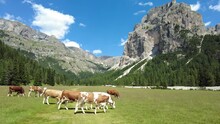 Mucche al pascolo in Vallunga, Val Gardena, Ortisei, Selva, Alto-Adige, Italia