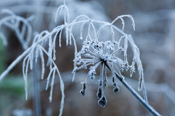 Canvas Print - Frost on the plants