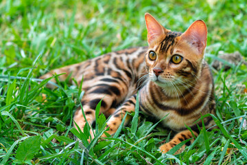 Wall Mural - Beautiful young bengal cat in the garden