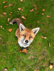 Wall Mural - Portrait of a red fox sitting on a grass in autumn