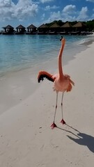 flamingos on the beach in aruba, colorful flamingos on the beach in aruba.
