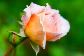 Fotomurales - Yellow pink rose flower over blurred green garden background