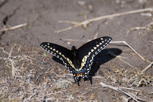 Black Swallowtail Landed On The Ground