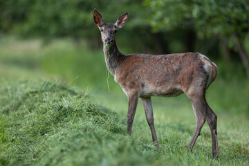 Wall Mural - red deer, cervus elaphus, female eating mowed grass in summer nature. hind grazing on grassland from