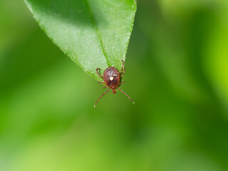 lone star tick on leaf