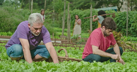 Wall Mural - Father and adult son cultivating food at small organic farm. People growing lettuces. Family growing food showing green veggies