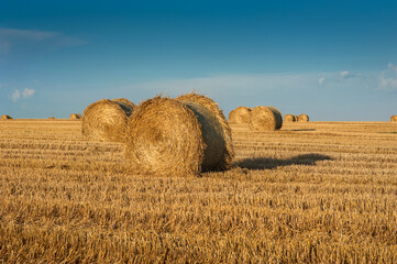 Wall Mural - straw in bales roll and stubble in the field, harvesting time in agriculture