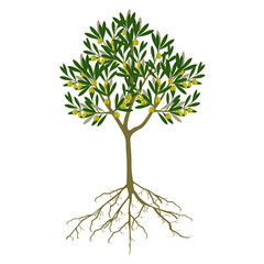 Wall Mural - Tree with green olives and roots on a white background.