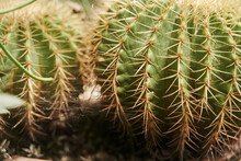 Prickly Round Cactus Close Up. A Green Succulent Plant With Yellow Sharp Spines