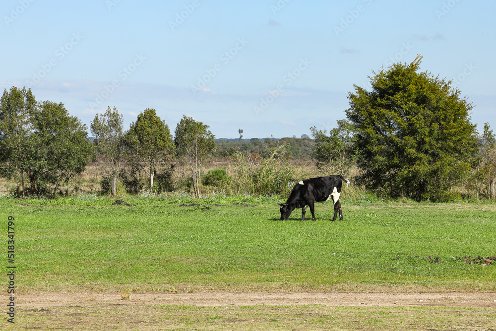 Cow in black and white colors in a green field, with tree and bushes in ...