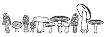 Mushrooms Isolated Sketch Set. Autumn Forest Fungi. 
Family Of Edible Mushrooms, Healthy Organic Food. Hand Drawn Collection Of Mushrooms. 