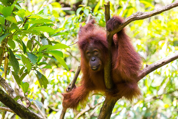 Canvas Print - Orang Utan in the rainforest of Gunung Leuser Nationalpark in Sumatra Indonesia