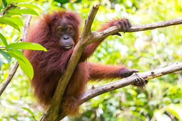 Poster - Orang Utan in the rainforest of Gunung Leuser Nationalpark in Sumatra Indonesia
