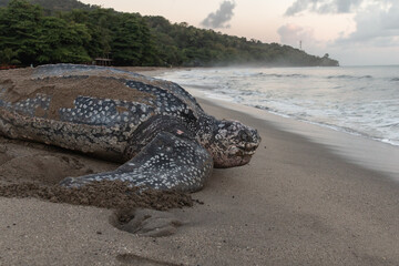 Close-up of a leatherback turtle laying her eggs during Trinidad and Tobago's nesting season. Shot in Grande Riviere at dawn. Sea turtle crawls back to the sea during a gorgeous sunrise.