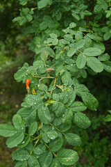 Wall Mural - Wet rosehip bush