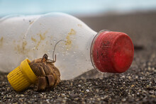 Hermit Crab Carry A Plastic Cap In Beach Between Rubbish