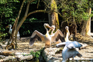 Wall Mural - Great White Pelican, Pelecanus onocrotalus in a park