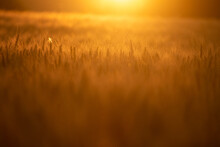 Golden Fields Of Wheat In The Backlight