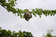 © Deirdre Malfatto/Stocksy - Hornet's nest hanging from a tree