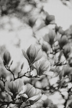 Black And White Magnolias