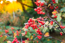 Ripe Cranberries Ripened On The Branch Of The Bush. Autumn Harvest Of Red Berries. Wild Berries In Nature Red Viburnum