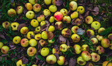Autumn Fruits Of Apples In Grass Texture