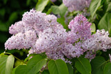 Fototapeta Lawenda - Inflorescences of lilac on branch and green leaves. Beautiful flowering purple flowers of lilac tree (Syringa vulgaris). Blossom in Spring, close up.