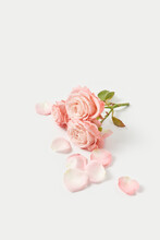 Twig With Three Pink Roses On Grey Background