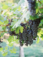 Hanging Dark Grapes With Leaves