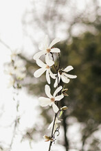Blooming Magnolia Tree With Tender White Flowers