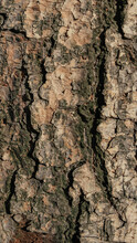 Pattern Of Natural Old Tree With Dark Texture Bark