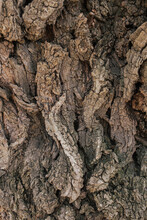 Textured Rough Dark Bark On Old Tree