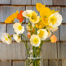 Bouquet Of Fresh Cut Iceland Poppies In A Cut Glass Vase