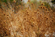 © Dominique Chapman/Stocksy - Spikey bronze plant