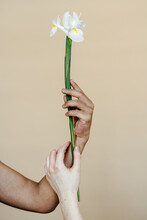 Diverse Crop Women Holding Stem Of White Iris Flower