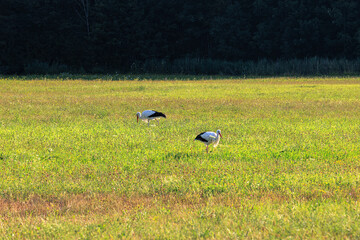 Wall Mural - Two white storks forage in a flowering meadow at the edge of the forest