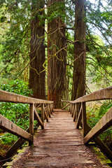 Wall Mural - Wooden boardwalk bridge with Redwood trees growing through path