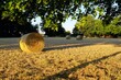 Strohballen auf Stoppelfeld im Sonnenuntergang