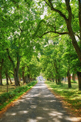 Street through peaceful trees growing in the green countryside near a straight road on a sunny day in rural France. Quiet nature landscape of vibrant plants on an empty path near Lyon with copy space