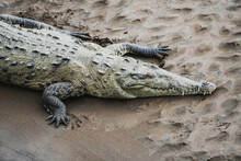 Crocodiles Sunbathing On The Crocodile Bridge In Costa Rica