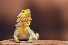 Bearded Dragon Posing In The Nature
