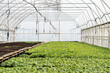 © Andriy Bezuglov/Stocksy - Interior of greenhouse with many green plants