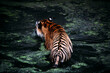 © Cavan Images - striped tiger swimming in the lake