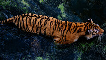 Striped Tiger In Green Lake